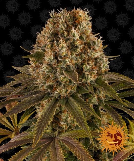 Strawberry Lemonade Feminisiert Samen-BFS-STRLEM-FEM
