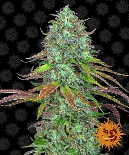LSD Auto Féminisée Graines-BFS-LSD-AUTO-FEM