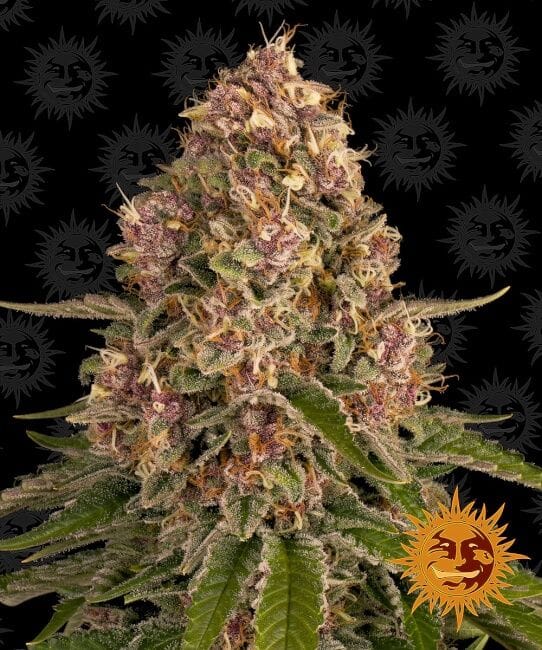 Pink Kush Feminised Seeds-BFS-PINK-FEM