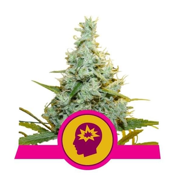 AMG (Amnesia Mac Ganja) Feminised Seeds-RQS-AMG-FEM