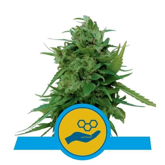 Solomatic CBD Auto Feminised Seeds-RQS-SOLO-CBD-AUTO-FEM