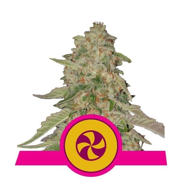Sweet　s Grab Sweet ZZ feminized marijuana seeds 🍭 - Royal Queen