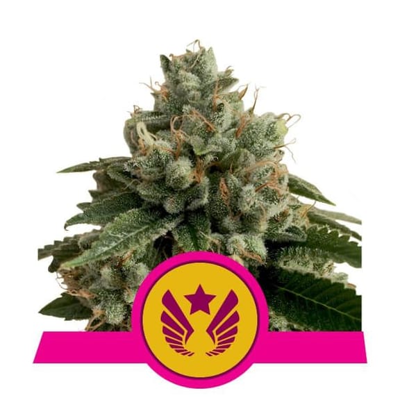 Legendary OG Punch Feminised Seeds-RQS-LEGPUNCH-FEM