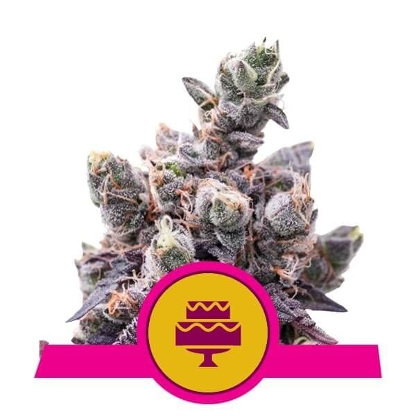 Wedding Gelato Feminised Seeds-RQS-WEDGEL-FEM