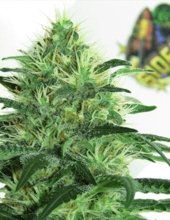 Sideral Feminized Seeds-RIPP-SID-FEM
