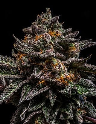 Braincake Feminised Seeds-RIPP-BRCAKE-FEM