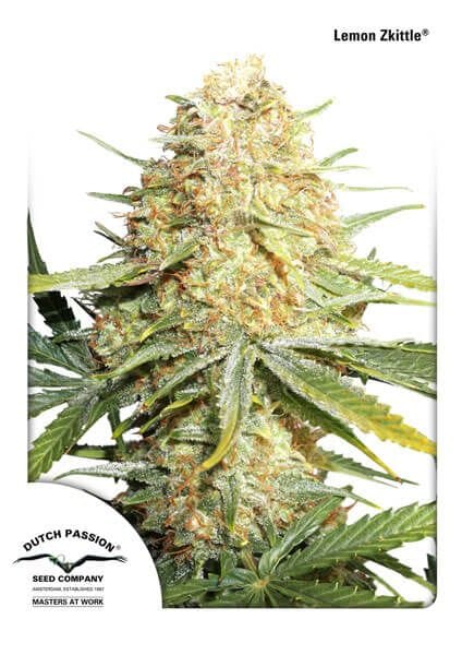 Lemon Kix Auto Femminizzati Semi-DP-lemonzkittle-auto