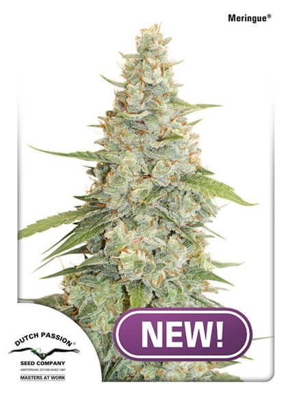 Meringue Feminised Seeds-DP-meringue