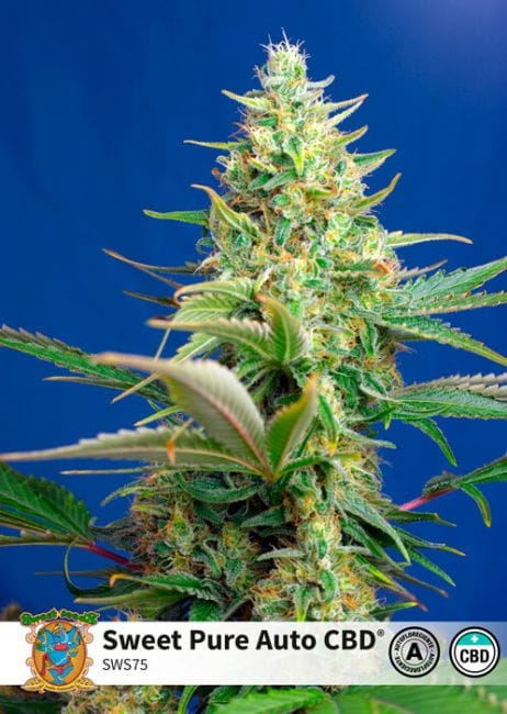 Sweet Pure CBD Auto Feminised Seeds-SS-SWP-CBD-AUTO-FEM