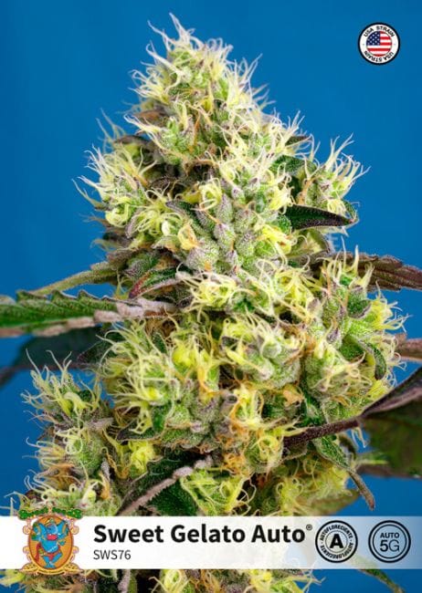 Sweet Gelato Auto Feminized Seeds-SS-SWGEL-AUTO-FEM