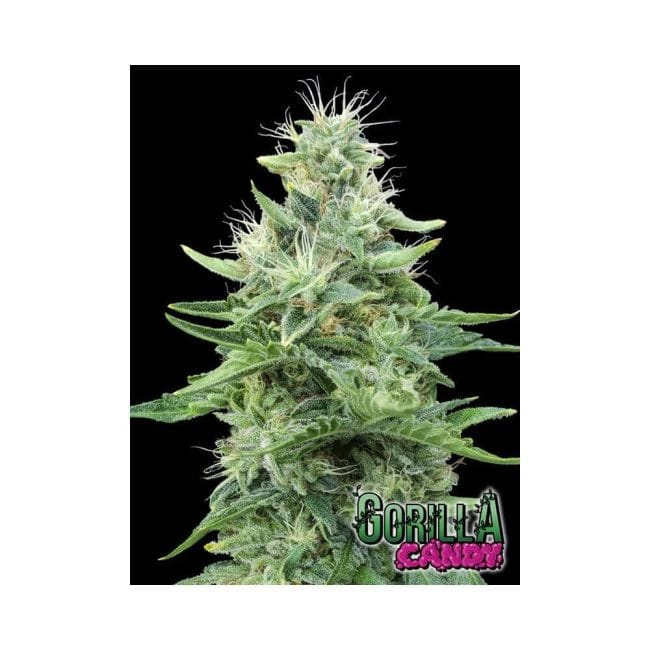 Gorilla Candy Feminised Seeds-EVA-GORCAN-FEM