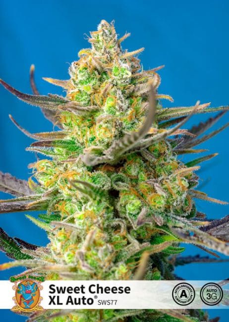 Sweet Cheese XL Auto Feminised Seeds-SS-SWCHXL-AUTO-FEM