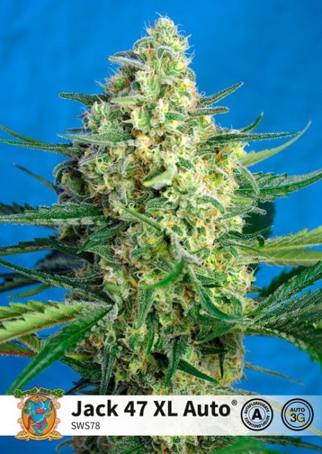 Jack 47 XL Auto Feminised Seeds-SS-J47XL-AUTO-FEM
