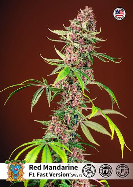Red Mandarine F1 Fast Feminised Seeds-SS-RMF1-FAST-FEM