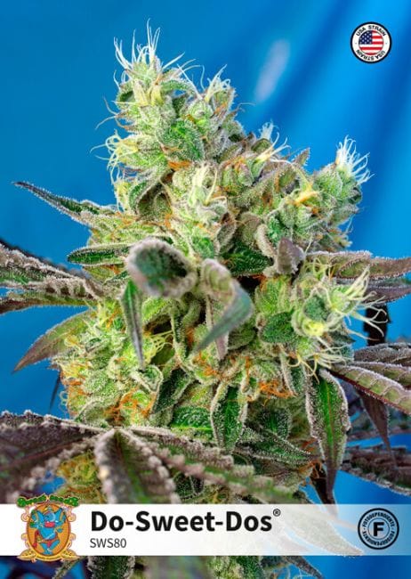 Do-Sweet-Dos Feminised Seeds-SS-DSD-FEM
