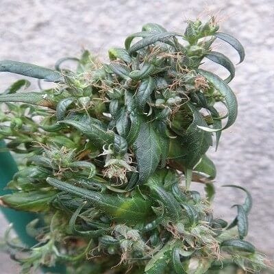 Hokkaido Japan Hemp Regular Seeds-ACEHJHREG