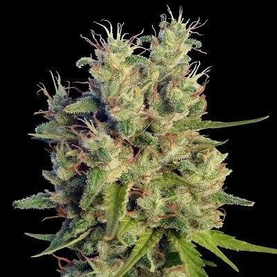 Super Malawi Haze Feminised Seeds-ACESMHFEM