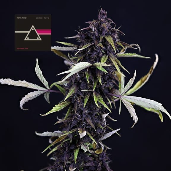 Pink Kush CBD 30:1 Auto Feminised Seeds-SMAN-PINK-CBD-AUTO-FEM