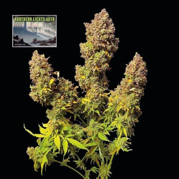 Northern Lights Auto Feminised Seeds-SMAN-NL-AUTO-FEM