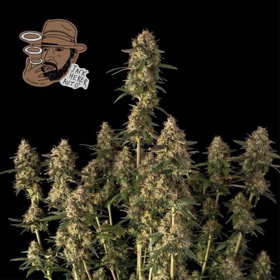 Jack Herer Auto Feminised Seeds-SMAN-JH-AUTO-FEM