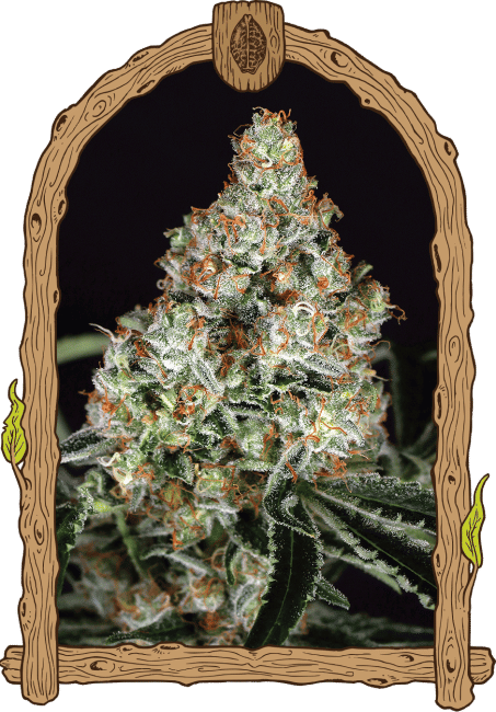 Zkittalicious Feminised Seeds-EXO-ZKITT-FEM