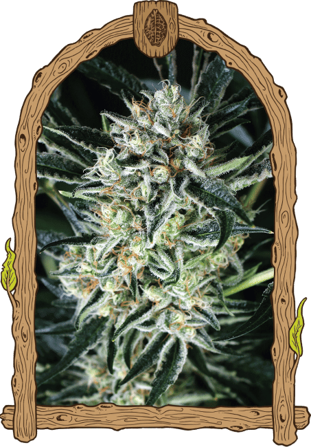 Jelly Bananas Feminised Seeds-EXO-JBAN-FEM