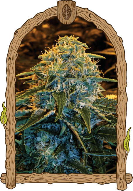 Z & Z Feminised Seeds-EXO-ZZ-FEM
