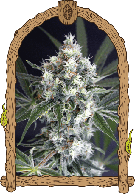 Medxotic Pure CBD Feminised Seeds-EXO-MEDP-CBD-FEM