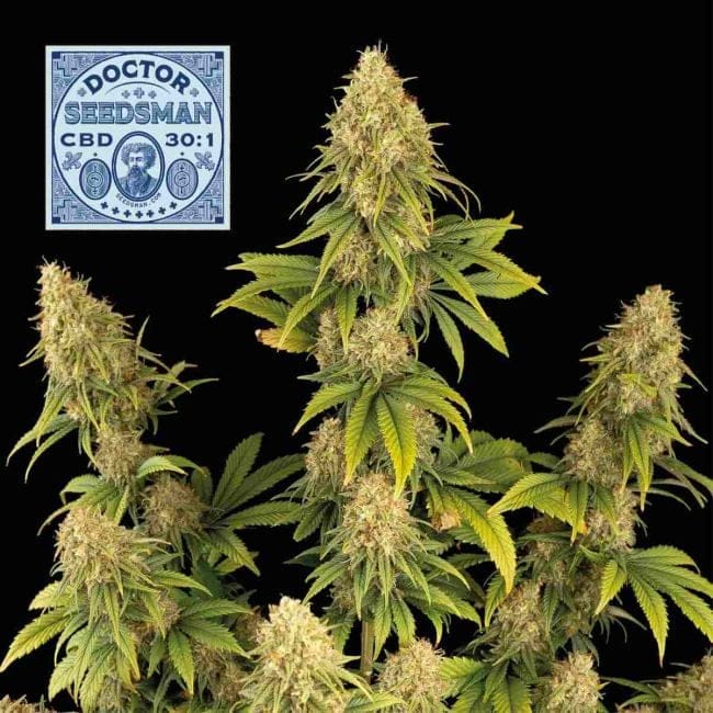 Doctor Semencesman CBD 30:1 Féminisée Semences-SMAN-DRSEEDS-CBD-FEM