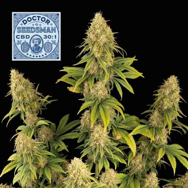Doctor Semencesman CBD 30:1 Féminisée Semences-SMAN-DRSEEDS-CBD-FEM