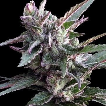 Thai Chi Feminized Seeds-ACETCHFEM
