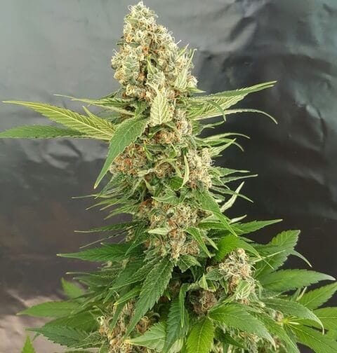Gorilla Ice Cream Feminised Seeds-EXP-GORICE-FEM