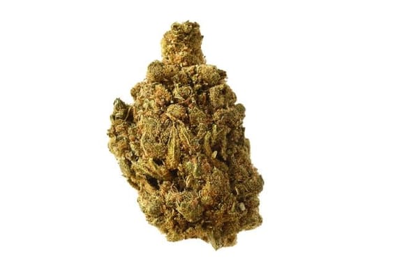 Blue Amnesia Auto Feminised Seeds-AMG-BLUAMN-AUTO-FEM