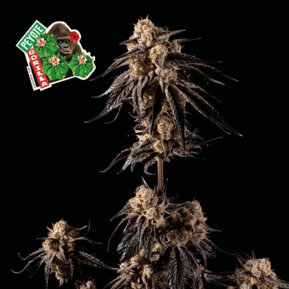 Peyote Gorilla Feminized Seeds-SMAN-PEYGOR-FEM