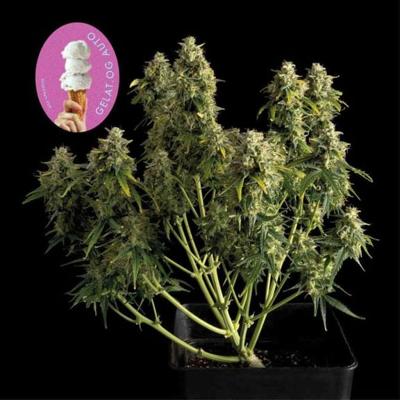 Gelat.OG Auto Feminized Seeds-SMAN-GEL-AUTO-FEM