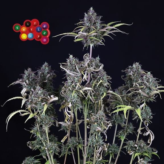 Zkittlez Auto Feminised Seeds-SMAN-ZKITT-AUTO-FEM