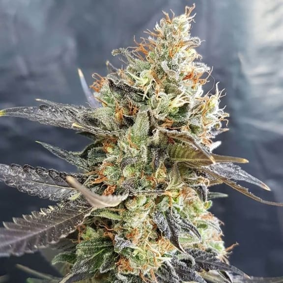 CandyLand Feminisiert Samen-GOG-CANDYL-FEM