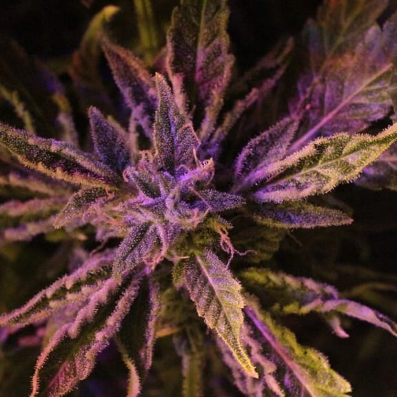 Doctor's Choice #1 Auto Feminised Seeds-DRCH-DC1-AUTO-FEM