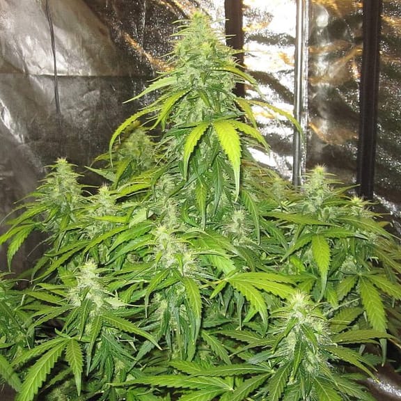 Devotchka Auto Feminised Seeds-DRCH-DEV-AUTO-FEM