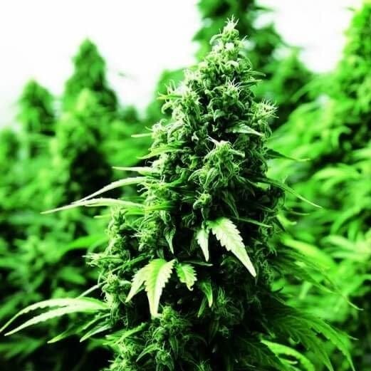 Ogre Auto Feminised Seeds-DRCH-OGRE-AUTO-FEM