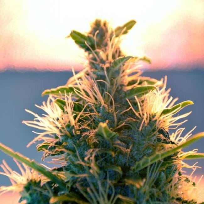 Lowryder Auto Regular Seeds-DRCH-LOW2-AUTO-REG