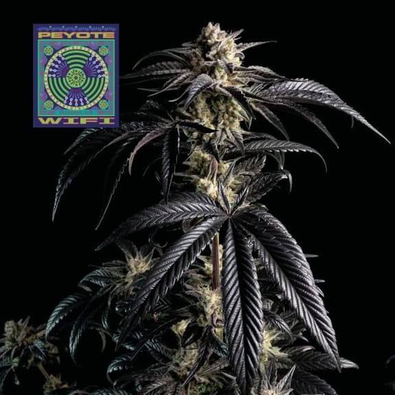 Peyote Wi-Fi Feminised Seeds-SMAN-PEYWIFI-FEM