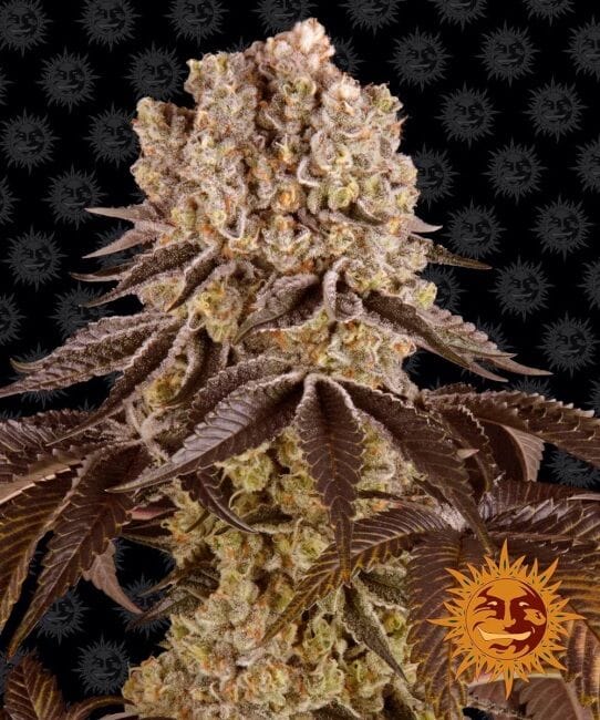 Purple Punch Feminised Seeds-BFS-PURPUNCH-FEM