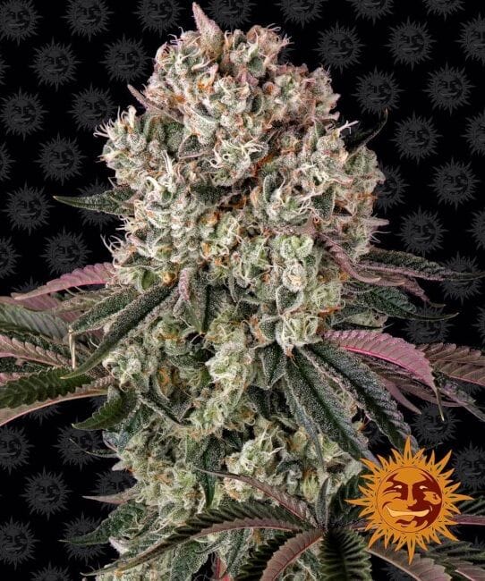 Glookies Feminised Seeds-BFS-GLOOK-FEM