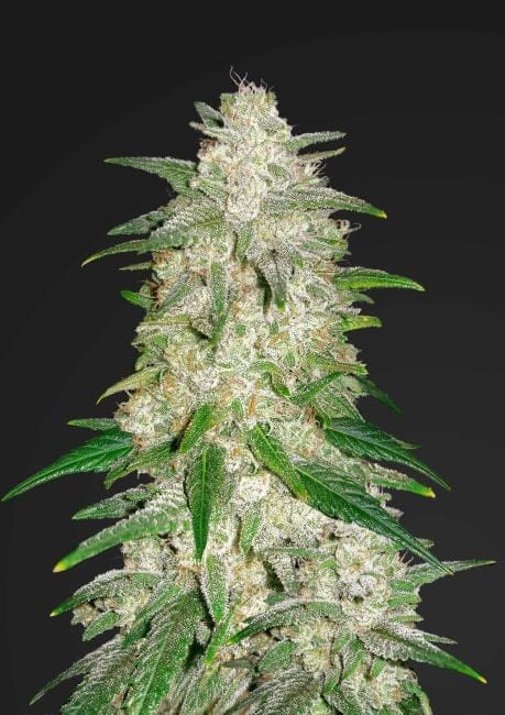 Gelato Auto Feminised Seeds-FB-GEL-AUTO-FEM