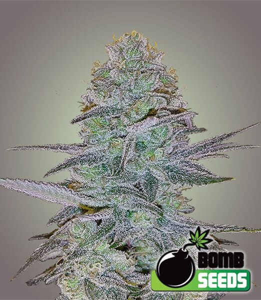 Cosmic Bomb Auto Feminised Seeds-BOMB-COSMIC-AUTO-FEM