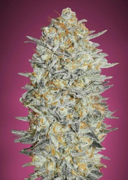 Gelato #33 Feminised Seeds-ADV-GEL33-FEM