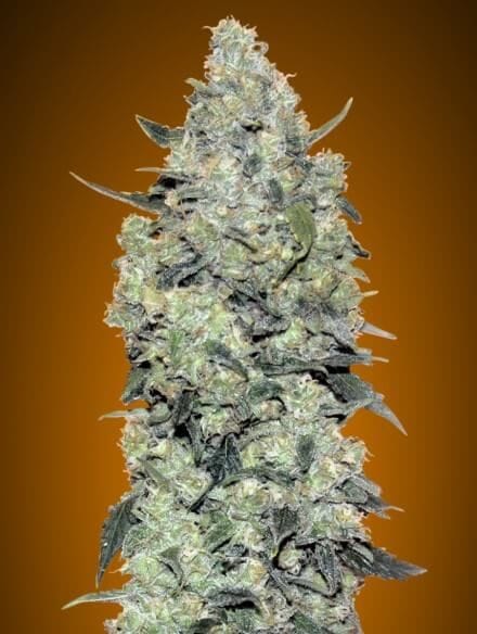 Critical Mass Auto Feminised Seeds-ADV-CRMASS-AUTO-FEM