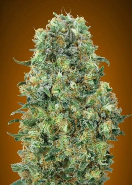 Critical Mass Feminised Seeds-ADV-CRMASS-FEM