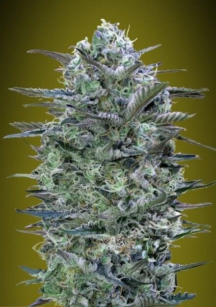 Critical Lemon Feminisiert Saatgut-ADV-CRLEM-FEM